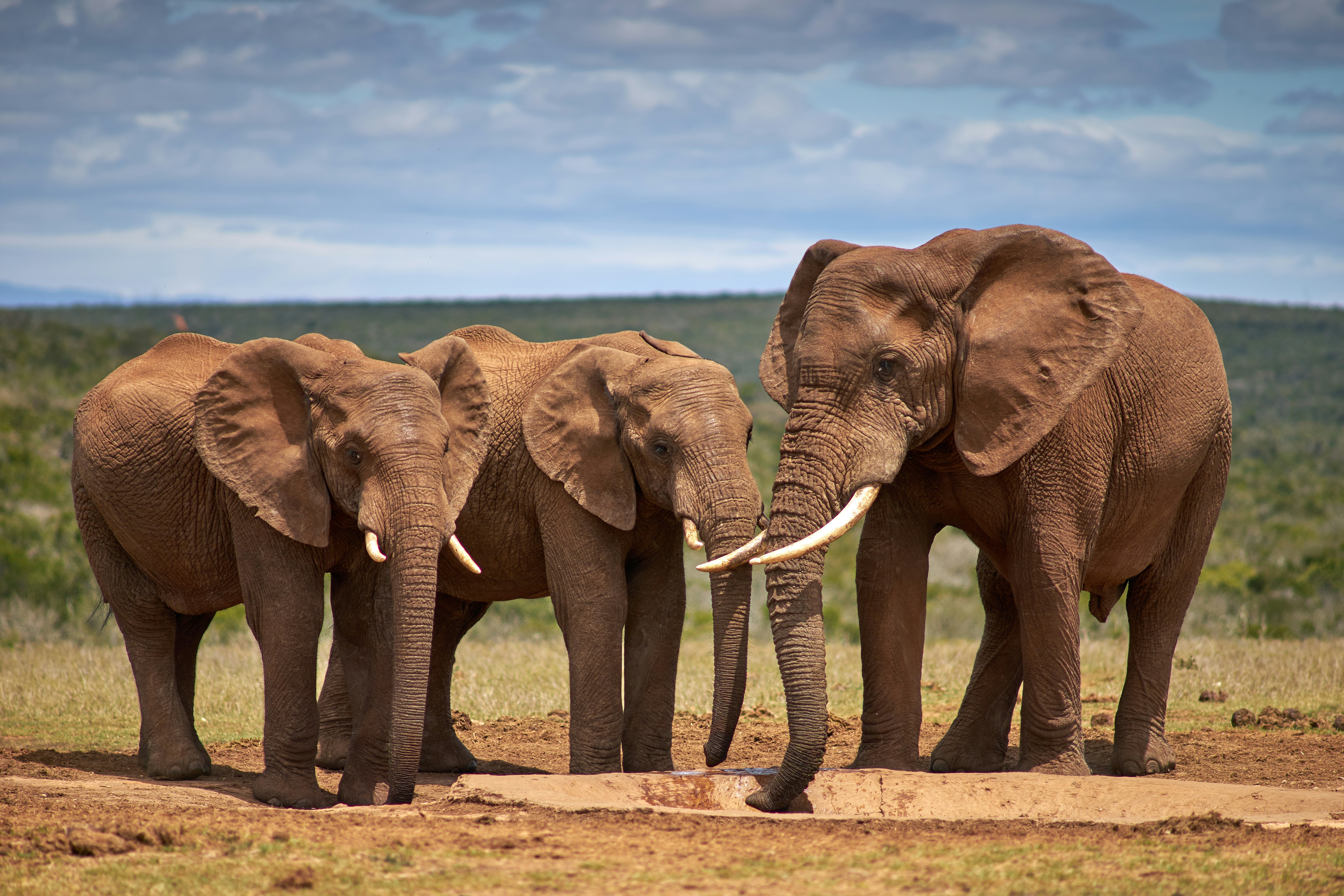 two brown elephants on brown sand during daytime